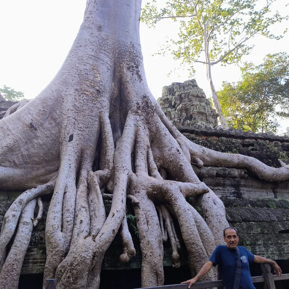 Árbol en la ruinas de Ta Prohm en Angkor