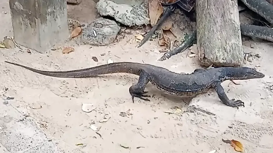 Lagarto monitor cruzando el sendero hacia Phra Nang Beach